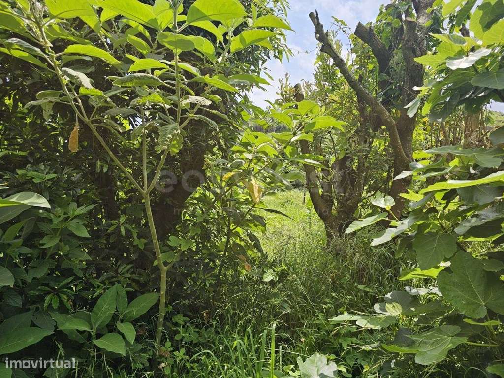 Terreno Urbanizável na Zona da Boavista - Estrada da Ribeira Grande... - Grande imagem: 3/27