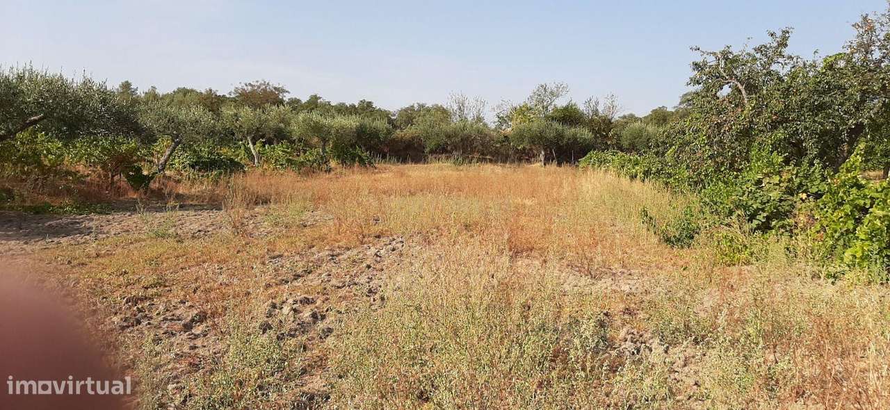 Terreno Rústico na Lousa, Castelo Branco-5