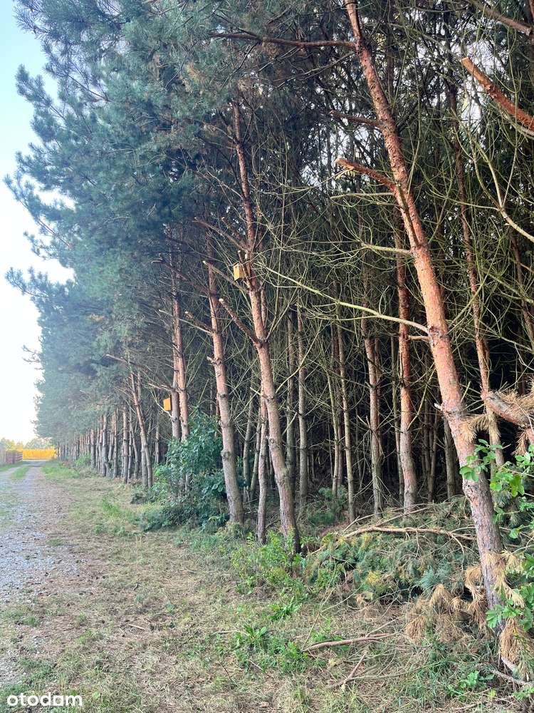 POD LASEM / DZIAŁKA 1400 MKW / DO WYKOŃCZENIA-3