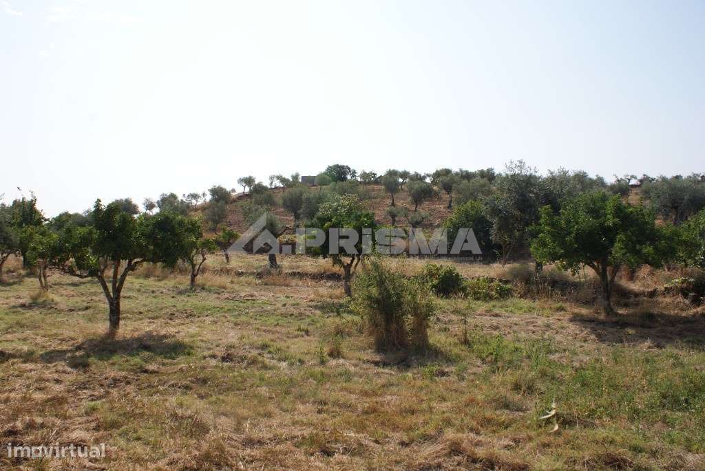 Terreno agrícola - Grande imagem: 2/12