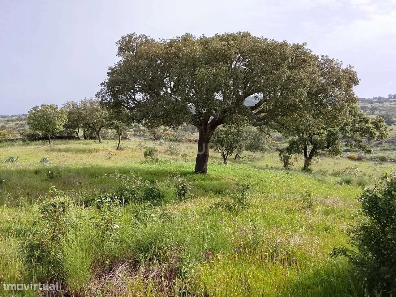 Terreno rústico 16.6ha Montalvão, Nisa-14