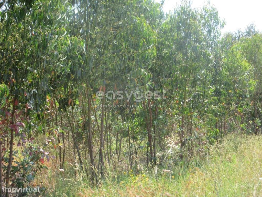 Terreno Agrícola de 5880 m2 com eucaliptos perto da Lourinhã - Grande imagem: 5/12