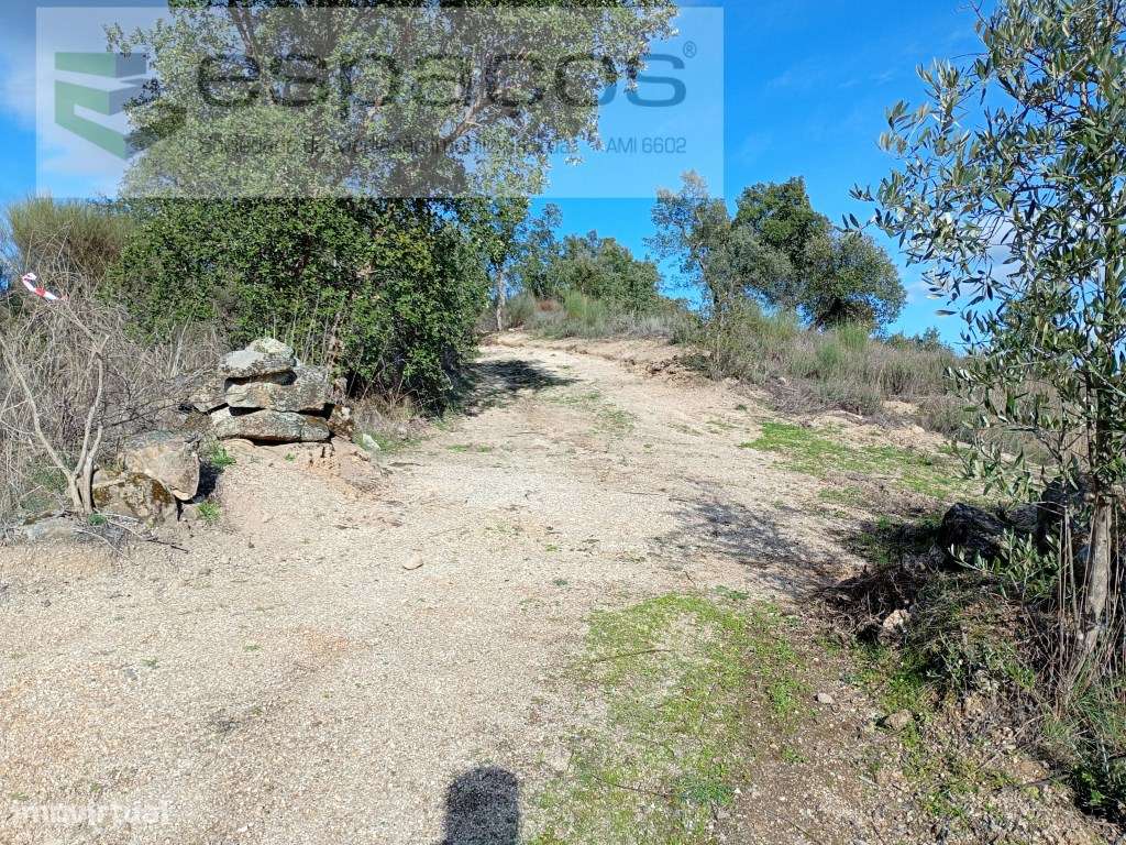 Terreno Rústico a 15 minutos de Castelo Branco-4
