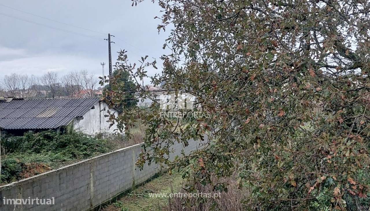 Venda de Terreno Agrícola (30.000 m²) com Armazém, Árvore, Vila do - Grande imagem: 3/12