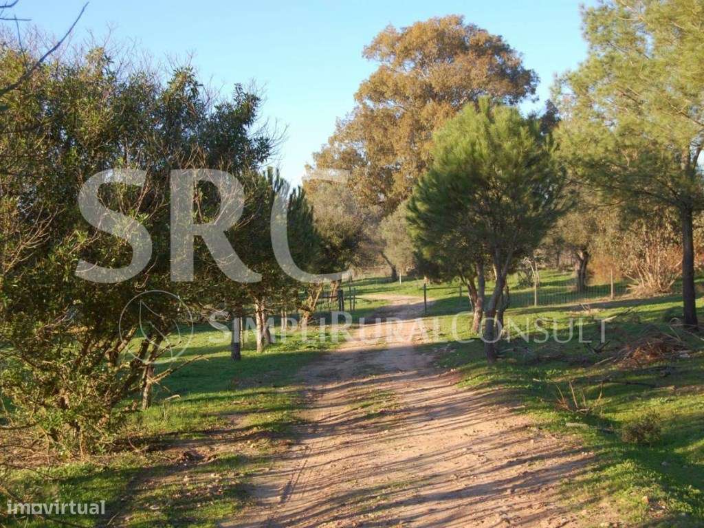 Herdade Histórica com 173 Hectares-9