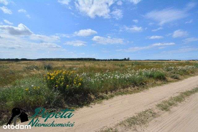 Dla inwestora! Duża nieruchomość, Radzewo, Kórnik - Pełny obrazek: 4/9