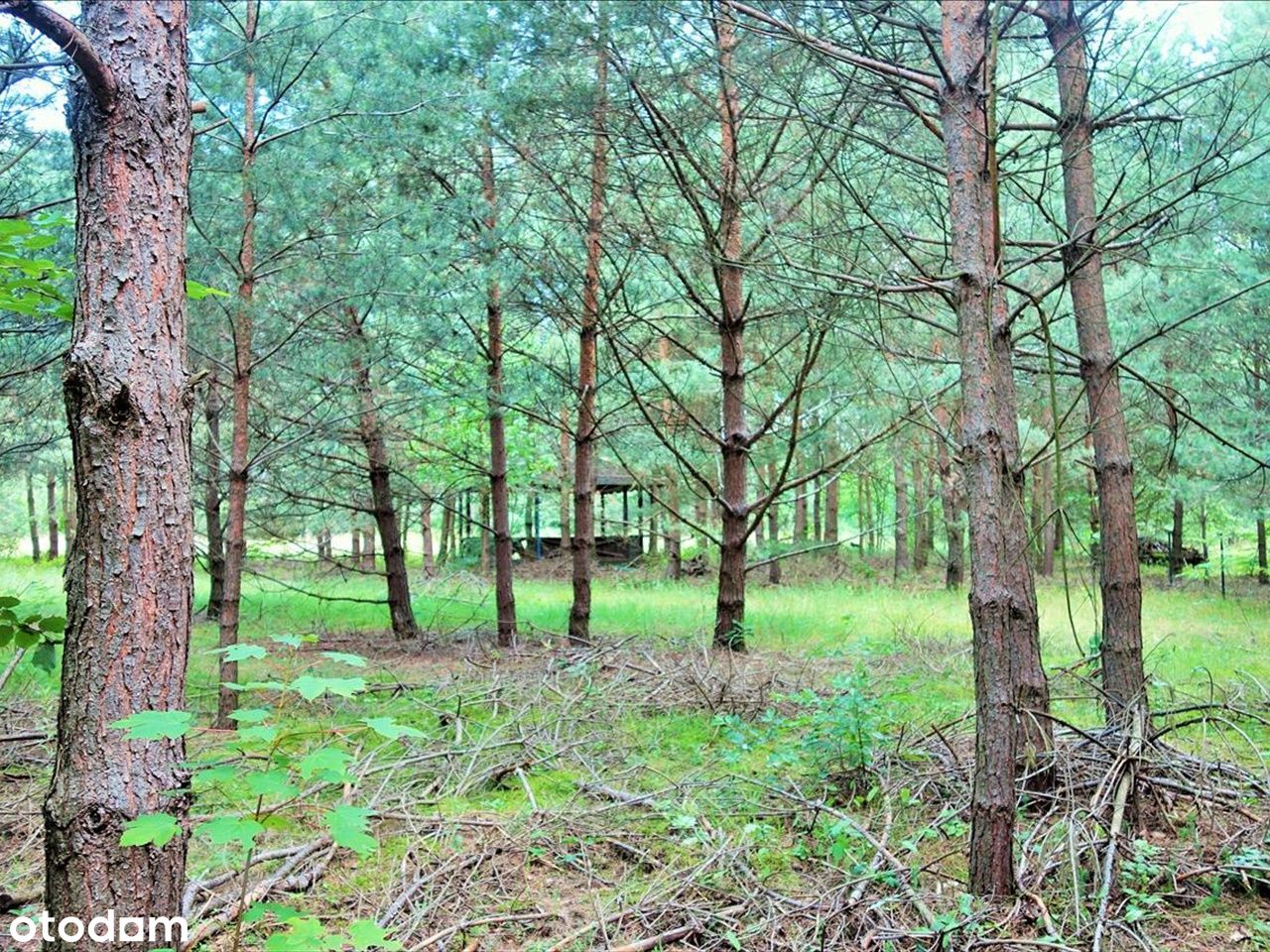 Działka w lesie Dąbrowa k Twardogóry