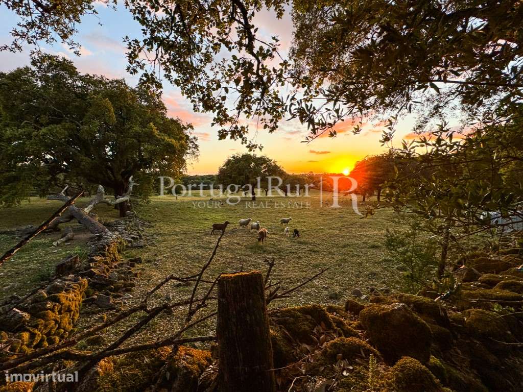 Quinta de 10 ha com projeto aprovado para 2 moradias em Marvão-46