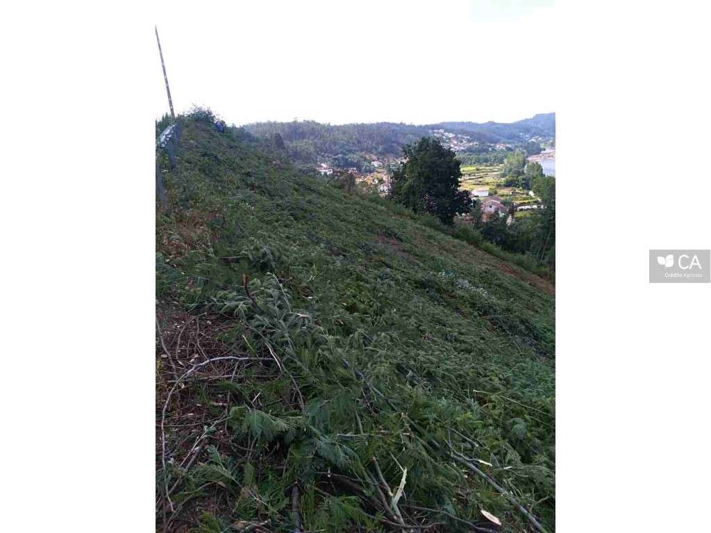 9 terrenos rústicos com acesso pela estrada municipal. Estão inseri...-1