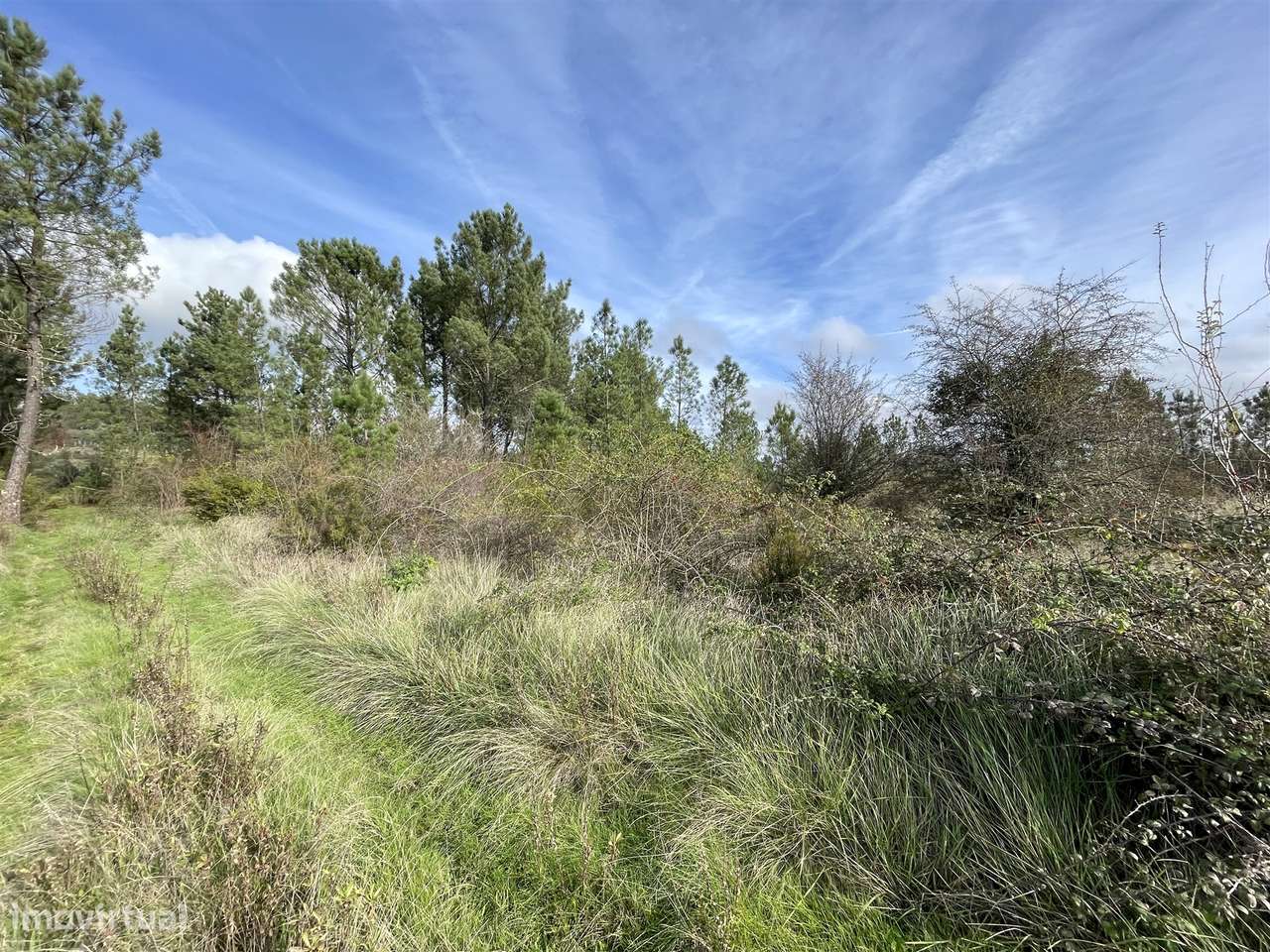 Terreno Rústico  Venda em Sarzedas,Castelo Branco - Grande imagem: 5/8