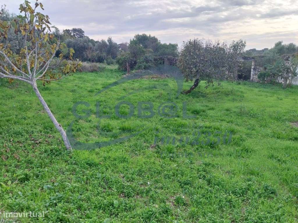 Terreno Venda Torres Novas - Grande imagem: 3/6