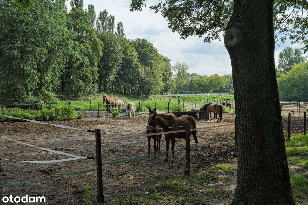 WYŚCIGI | 3-4 POKOJE | TARAS | GARAŻ | PRZY PARKU | KONIE | CISZA-19