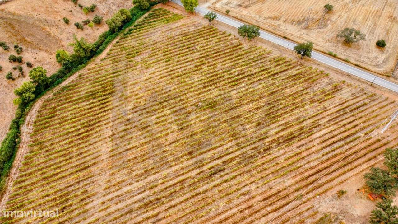 Herdade dos Barros em Terena: Terreno com 9,1 ha, Vinha Ativa e Viabil - Grande imagem: 5/15