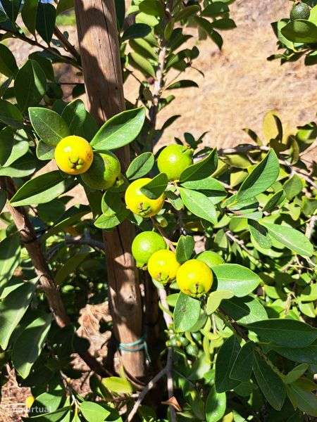 Venda terreno rustico 5,6 ha, com pinhal e árvores diversas - Grande imagem: 5/10