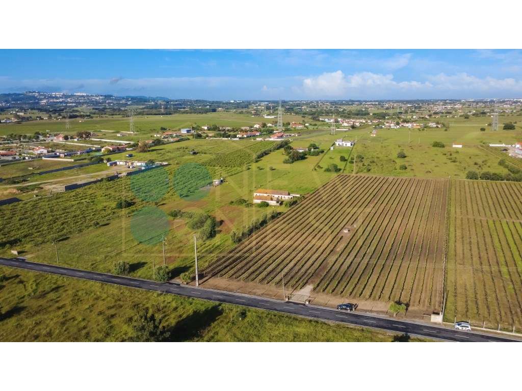 Quintinha com 6.688m ² e ruína para reconstrução | Arraiados, Pinha...-6