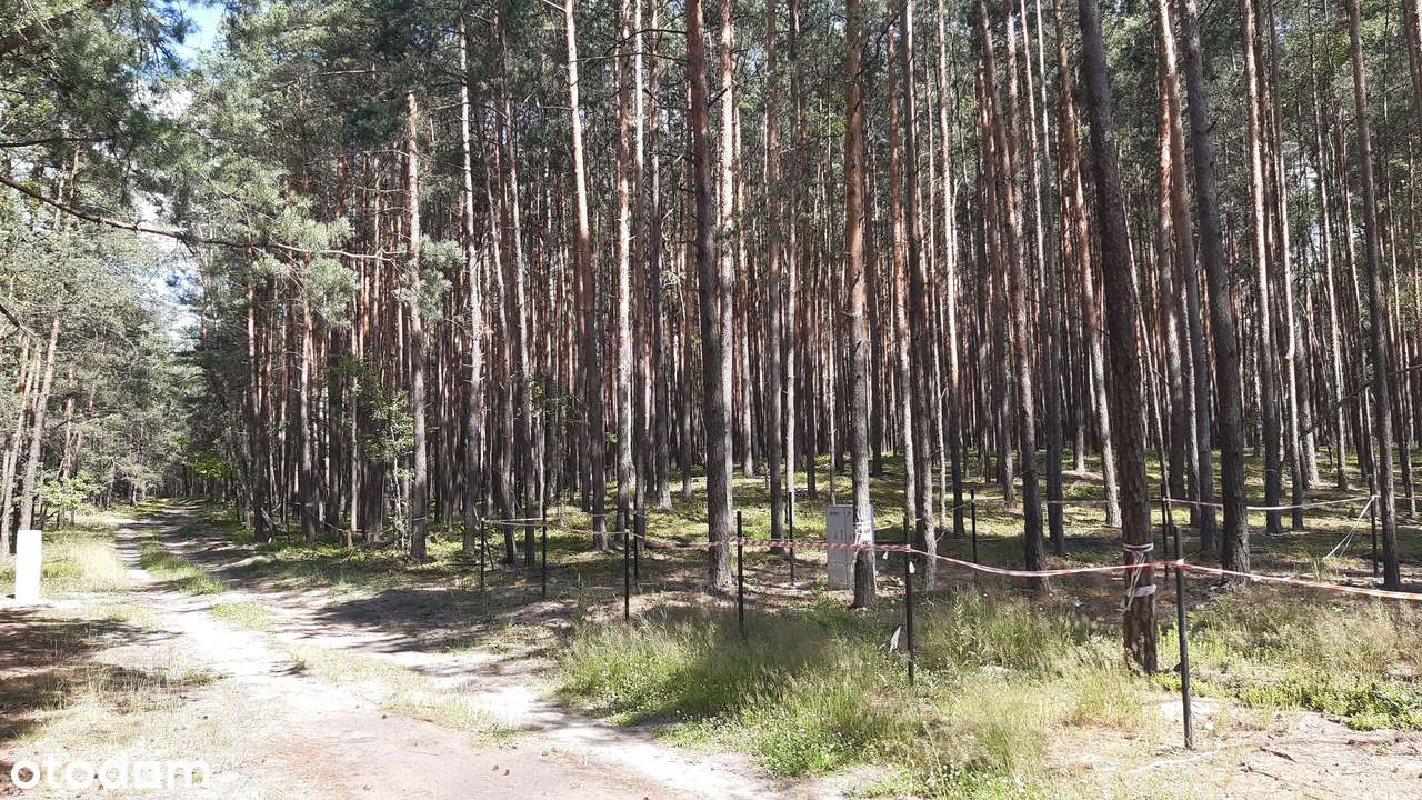 Działka budowlana z własnym lasem blisko jeziora-2
