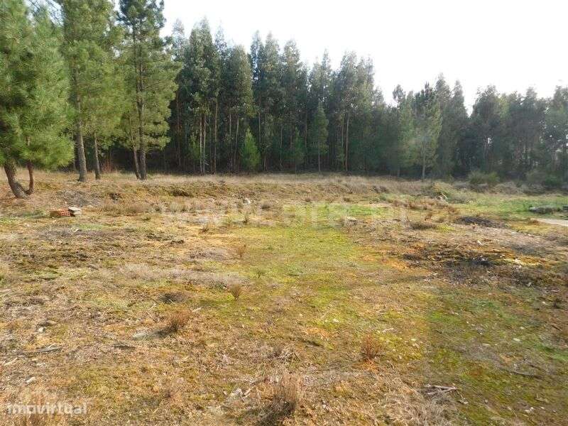 Quintinha T1 / Fundão, Enxames - Grande imagem: 5/8