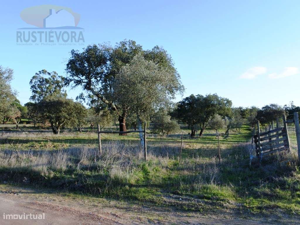 Terreno com 7,5 ha com montado de sobro, com viabilidade de constru... - Grande imagem: 4/14