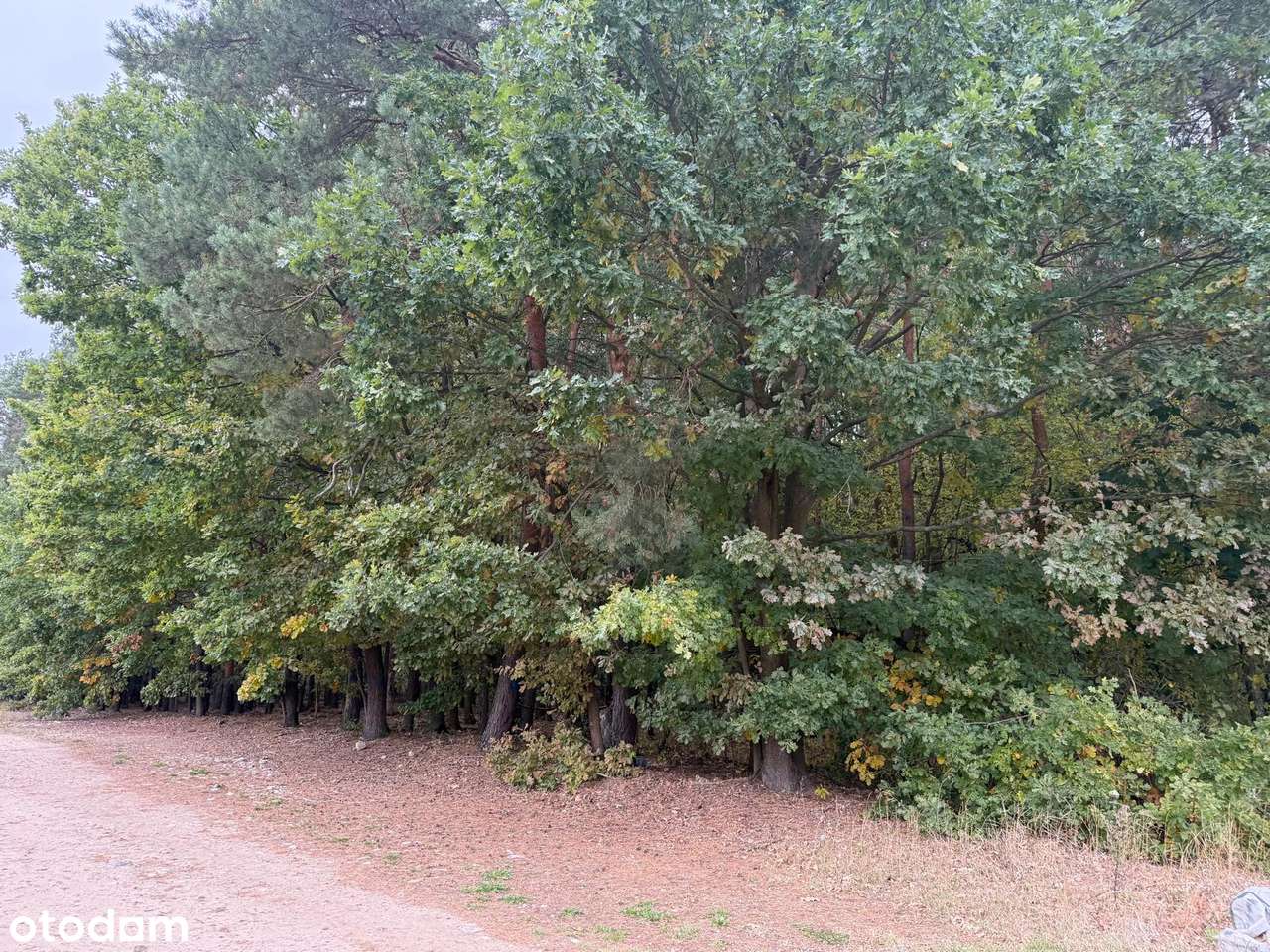 Działka Serock Marynino ulica Cedrowa-10