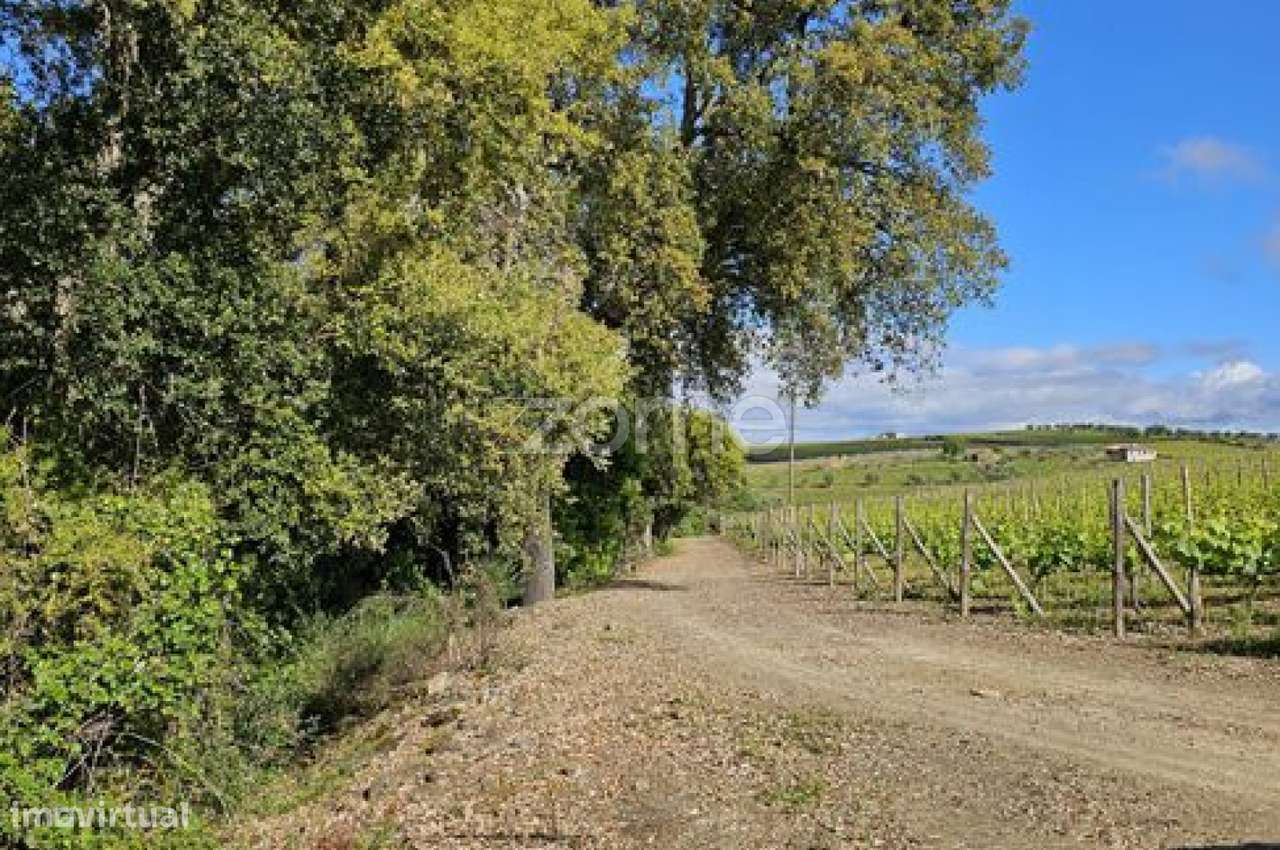 Terreno, 39 100 m², Favaios-3