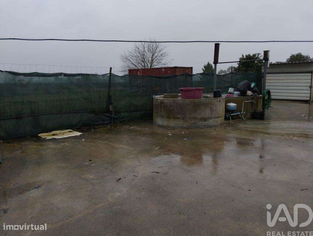 Terreno Agrícola em Almeirim - Grande imagem: 2/17