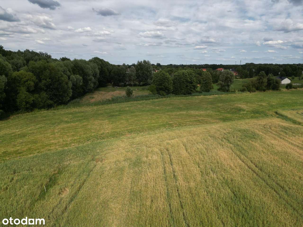 Działka 3000m Super Cena! Tylko do końca roku - Pełny obrazek: 4/7