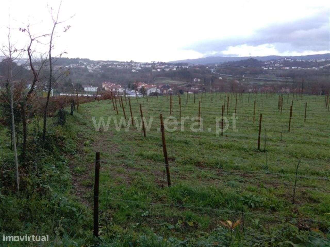 Terreno rústico em Golães - Grande imagem: 4/7