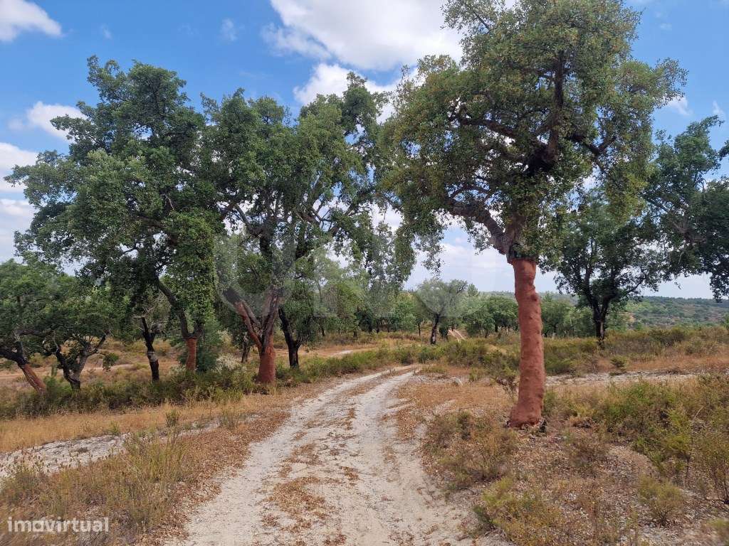 Terreno 14 HECTARES COM SOBREIROS E PINHEIROS-12