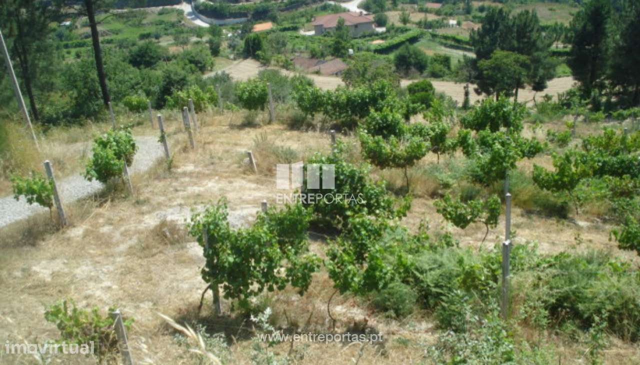 Venda Terreno, vista desafogada, Santa Leocádia, Baião - Grande imagem: 5/30