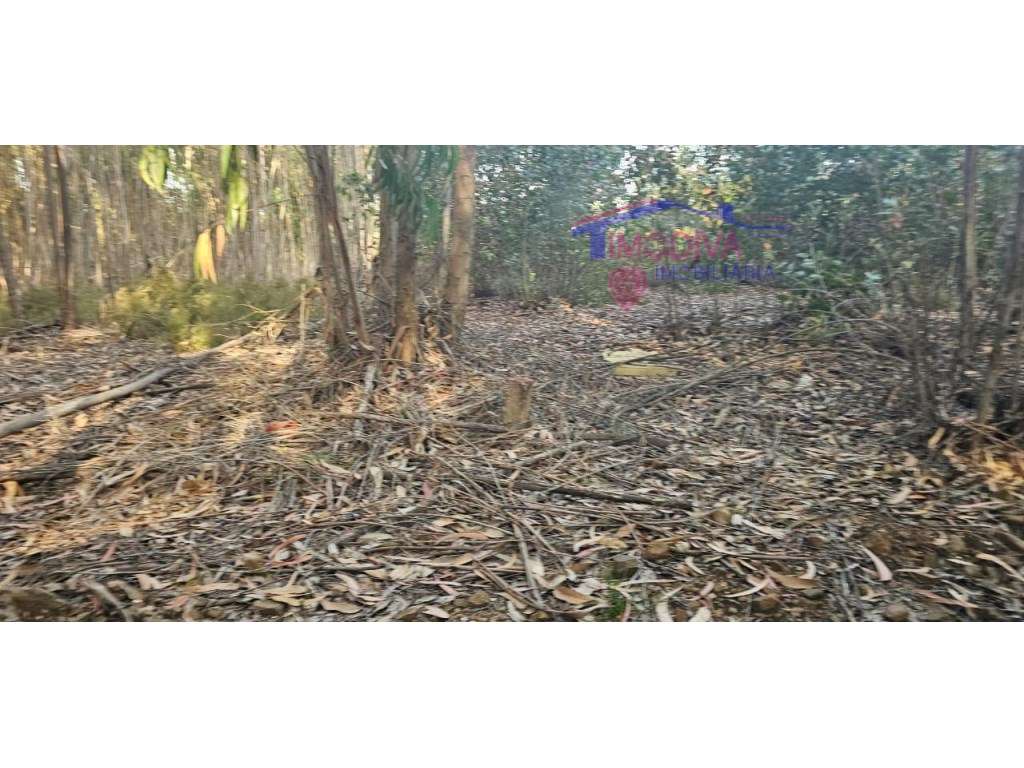 Terreno rústico junto a parque industrial de Figueiró dos Vinhos - Grande imagem: 3/6