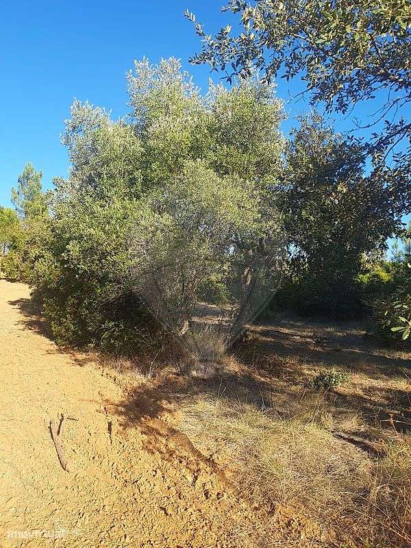 Terreno  para venda - Grande imagem: 5/15