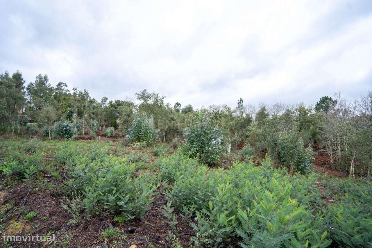Terreno de 6.600m2 com Potencial de Construção - Vila Nova de Poiares-9