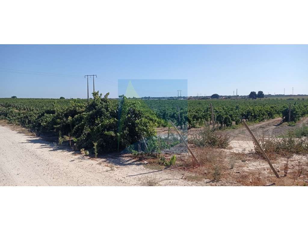 Propriedade Vitivinícola | 130.000 m² | Syrah & Moscatel-0