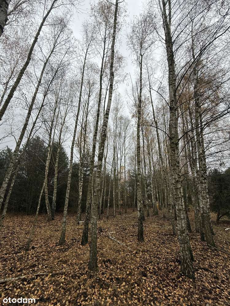 Działka na sprzedaż 1522 m² w spokojnej okolicy-5