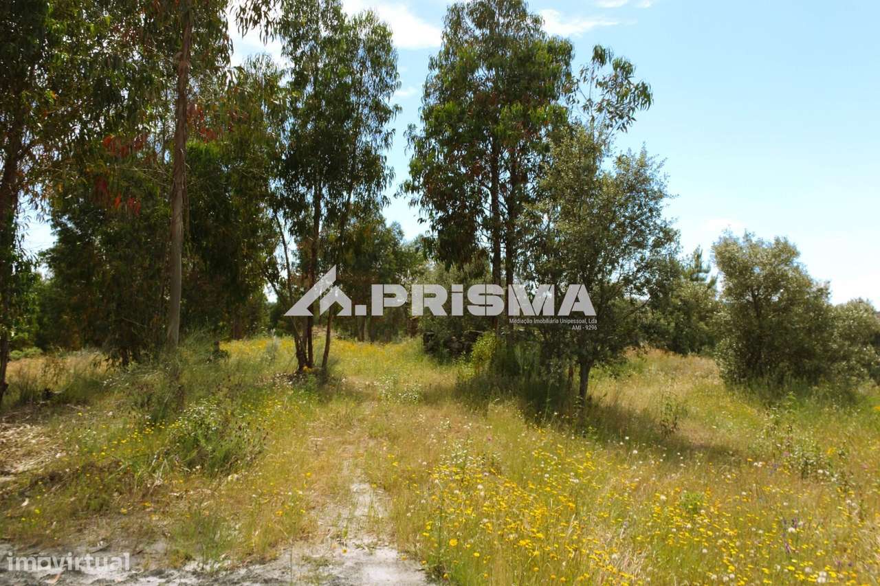 Quinta para Venda em União de Freguesias de Escalos de Baixo e Mata - Grande imagem: 3/18