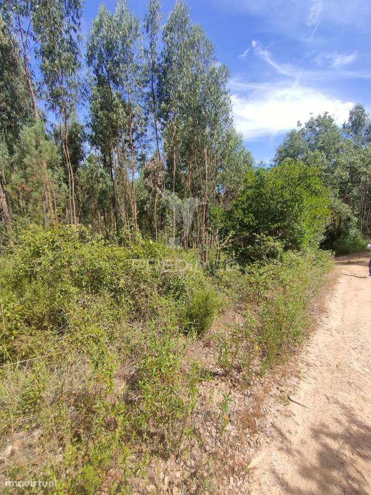 Terreno Rústico - Asseiceira, Tomar - Grande imagem: 5/8