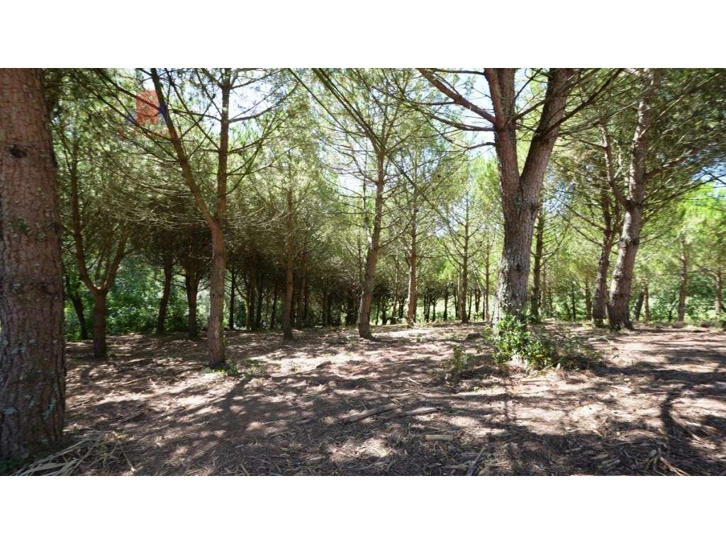 Quintinha com 14.000m2 de terreno com mina de água e árvores de fruto.-35