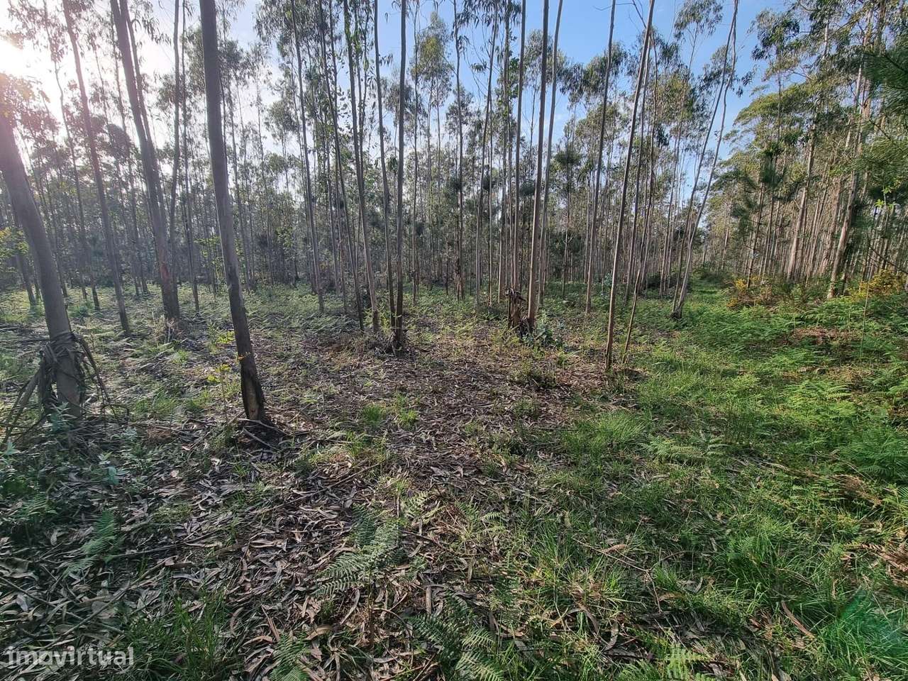 Terreno rústico com pinhal em Terroso - Póvoa de Varzim - Grande imagem: 3/19