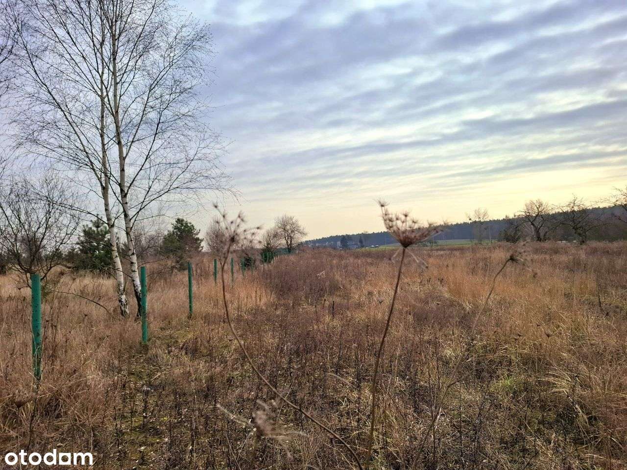 Sprzedam CZTERY działki budowlane Pniewy, pow. szam. - Pełny obrazek: 5/11