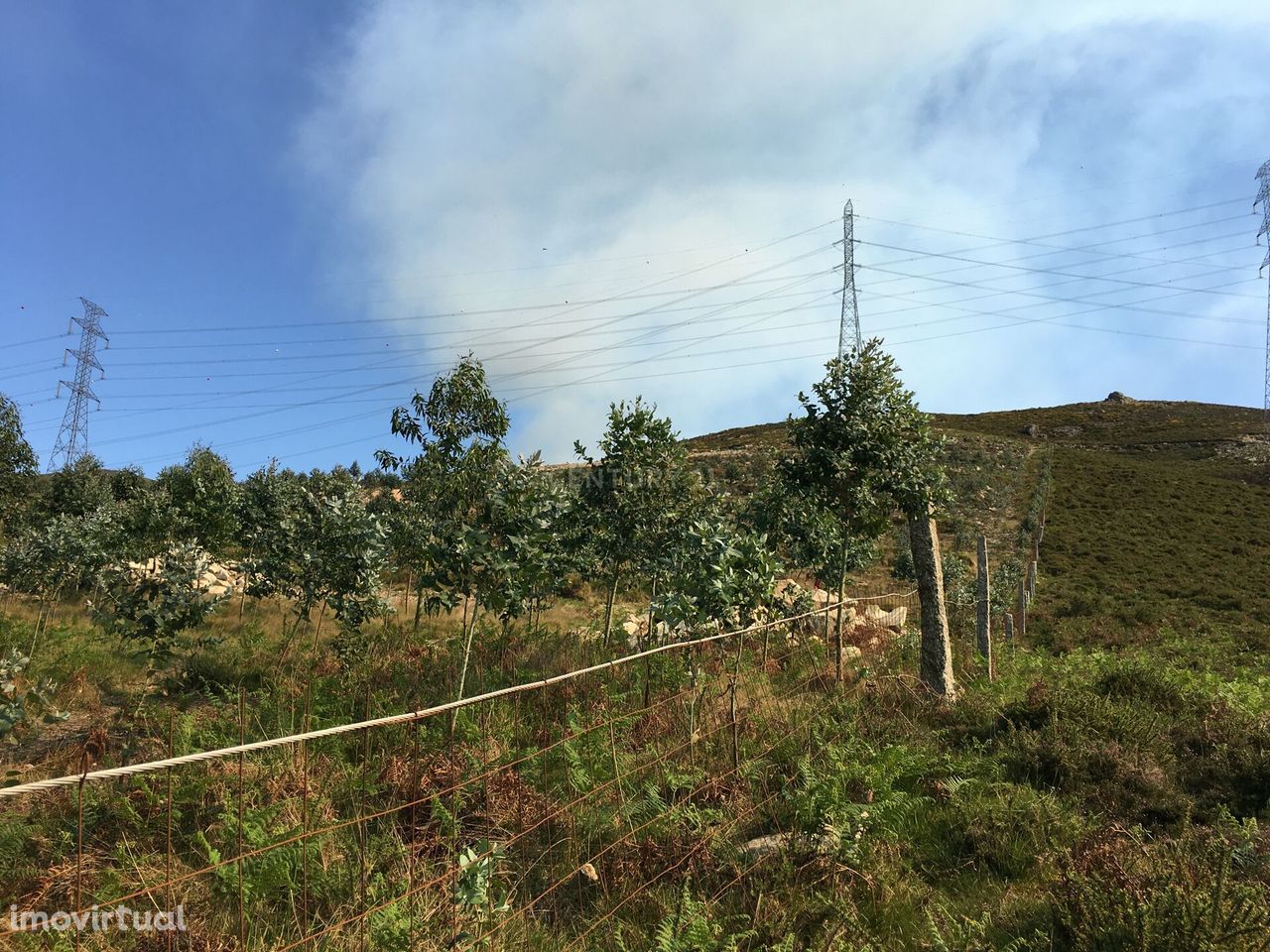 Terreno com 29500 m2 e cerca de 3000 pés de eucaliptos.