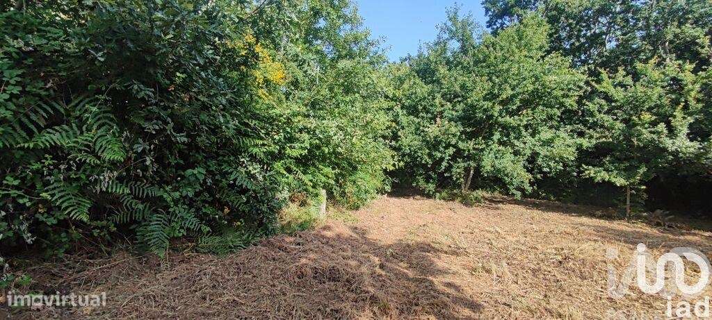 Terreno em Romarigães - Grande imagem: 4/24