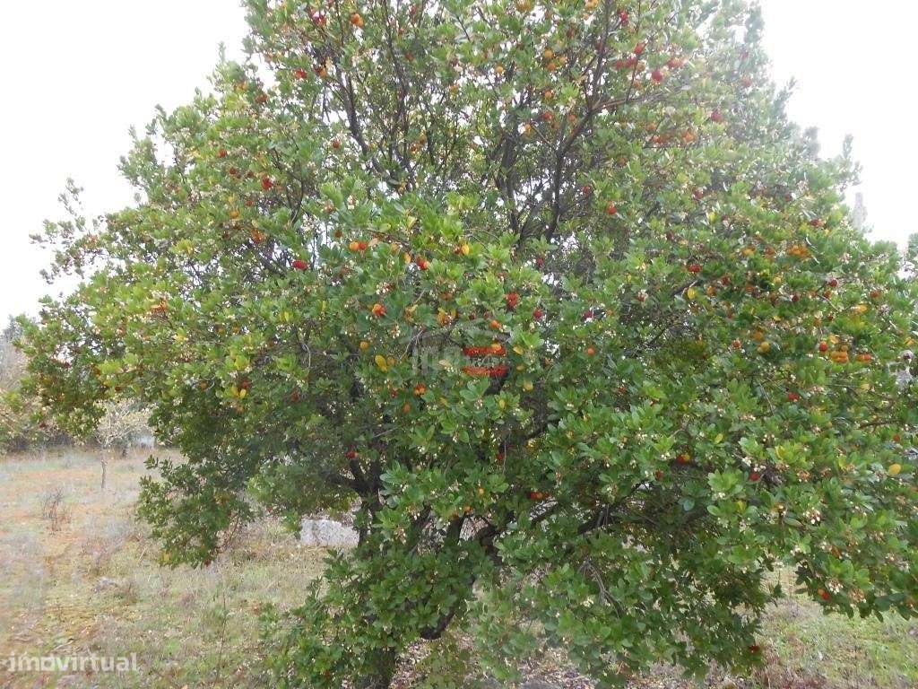 Terreno para Construção - Grande imagem: 5/14