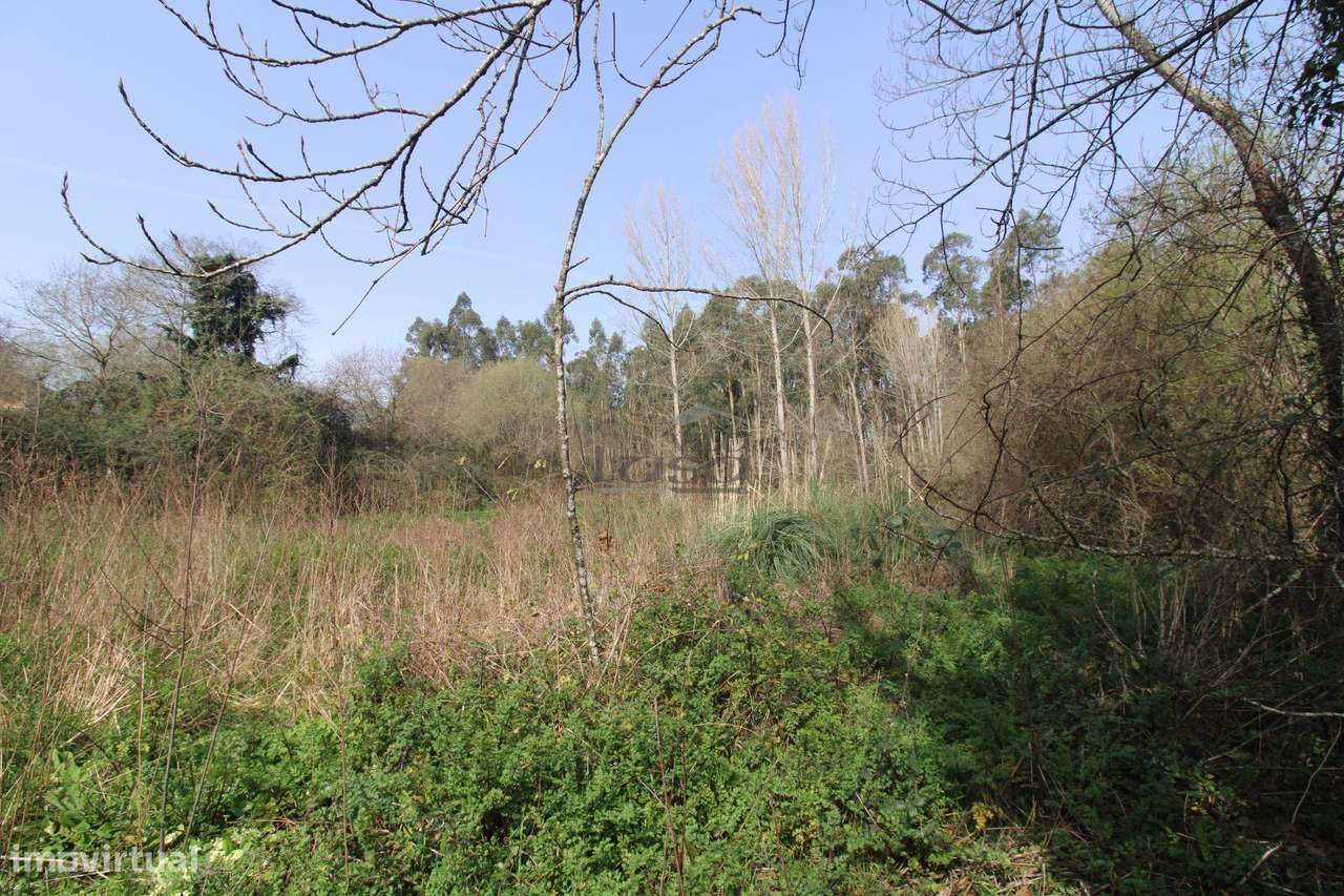 Terreno Agrícola com 4.800 m² | Olival - Grande imagem: 4/6