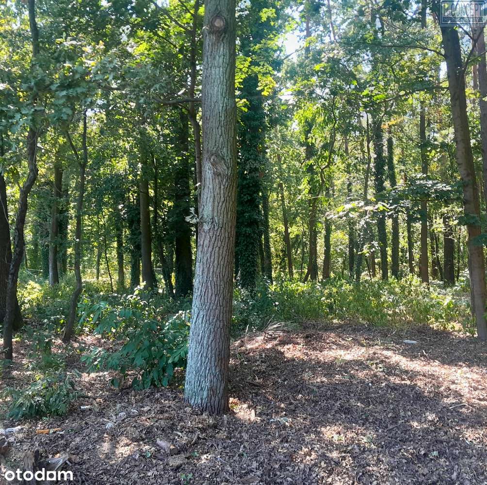 Kształtna działka pod lasem-2