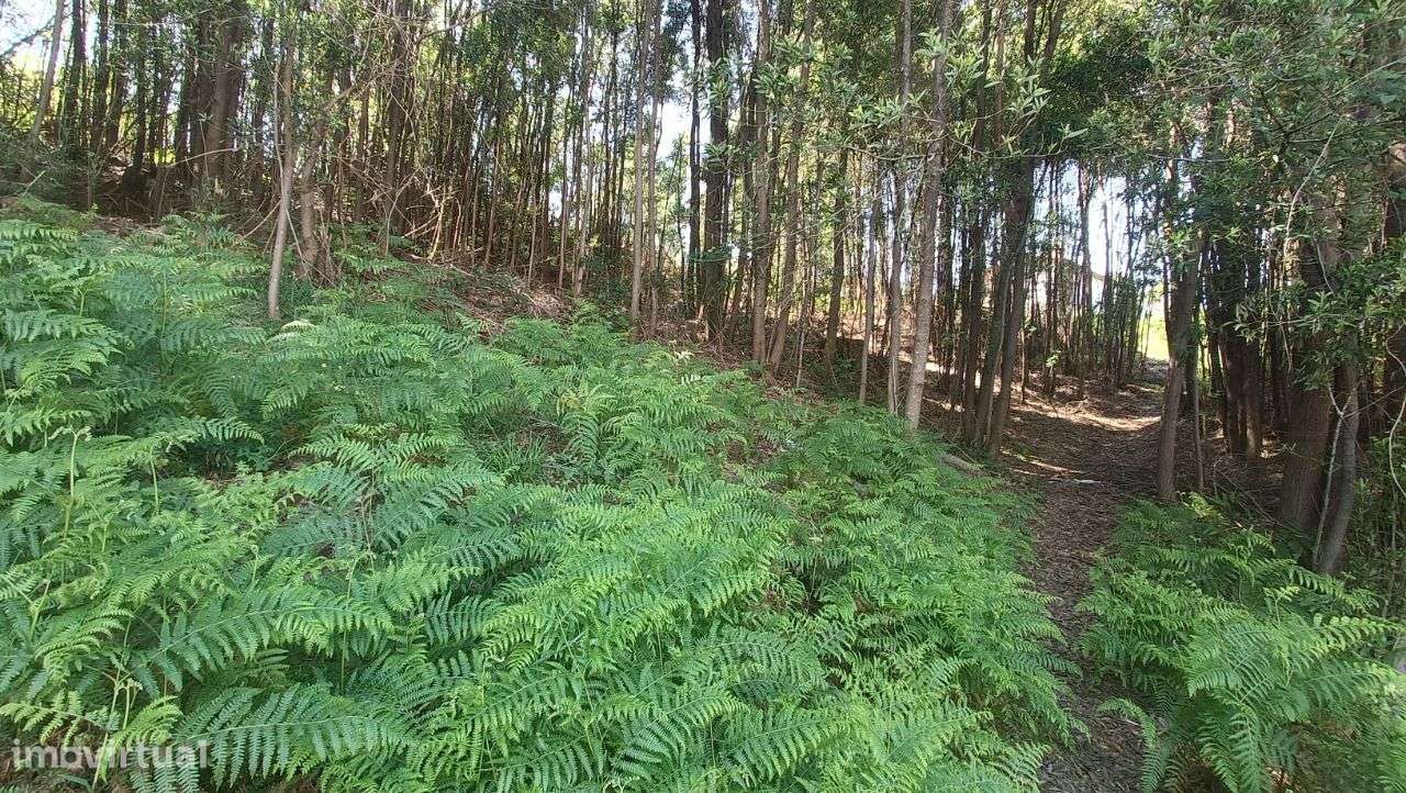 PRÉDIO MISTO ( Urbano e Rústico ) - Oliveira de Azeméis-6