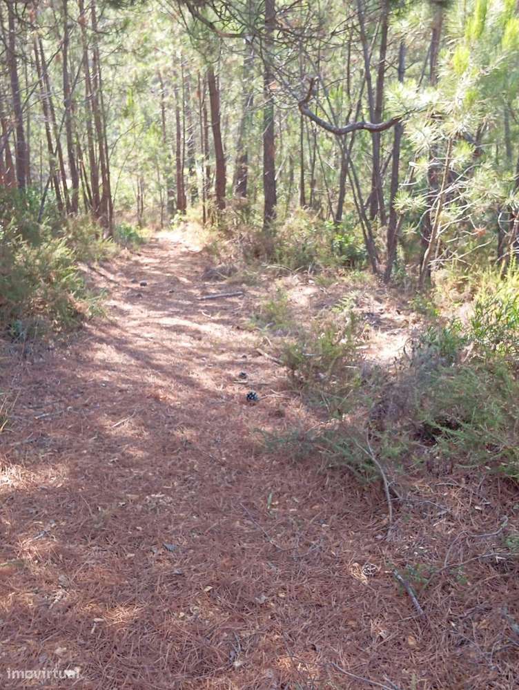 Terreno com área de 10.000m2 com projeto aprovado perto da Aldeia do M-17