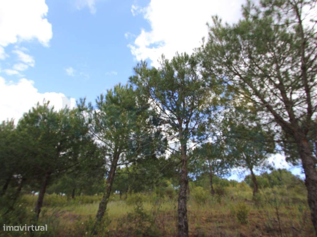 Terreno Rústico com mais de 3.9 hectares no Azinhal, Castro Marim! - Grande imagem: 5/10