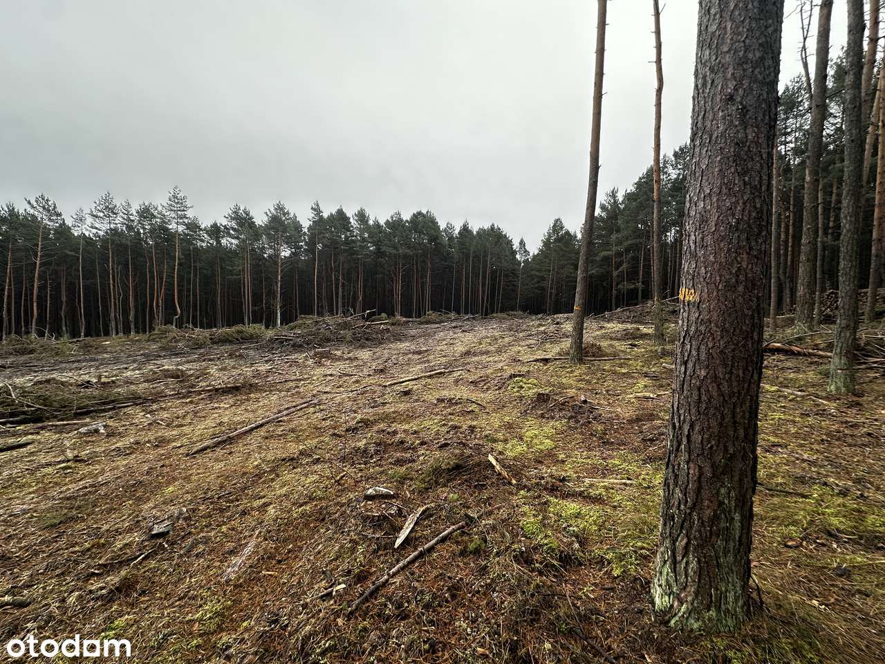Działka Leśna 40000m2, Kamion , gmina Wierzchlas - Pełny obrazek: 3/6