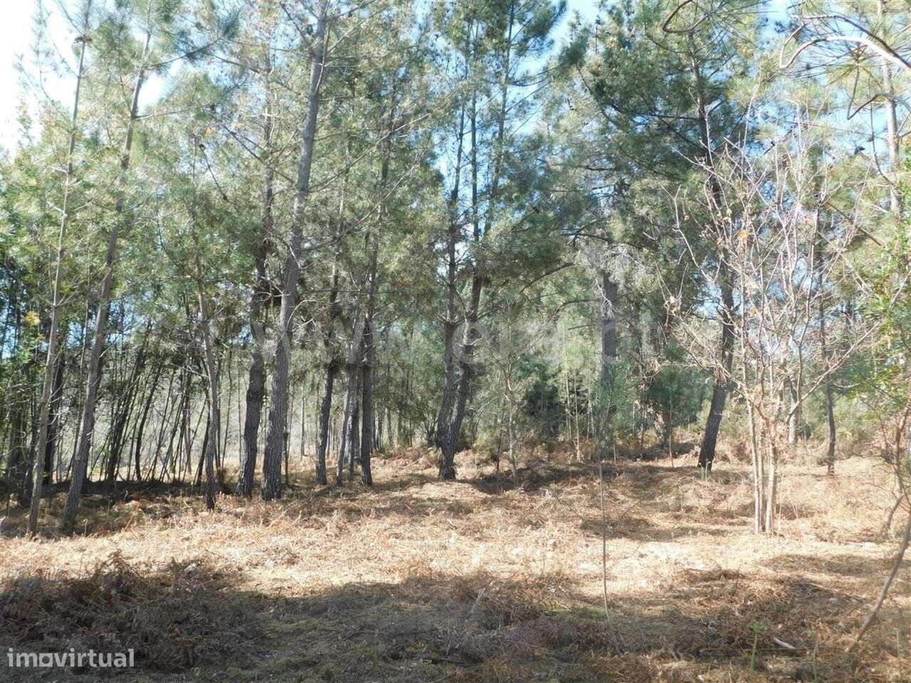 Terreno / Fundão, Souto da Casa - Grande imagem: 2/4
