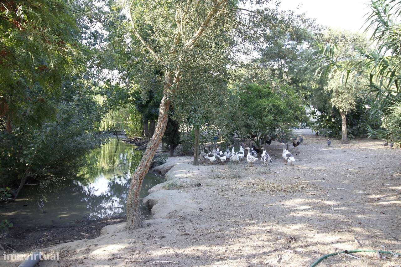 Quinta  Venda em Vendas Novas,Vendas Novas-21